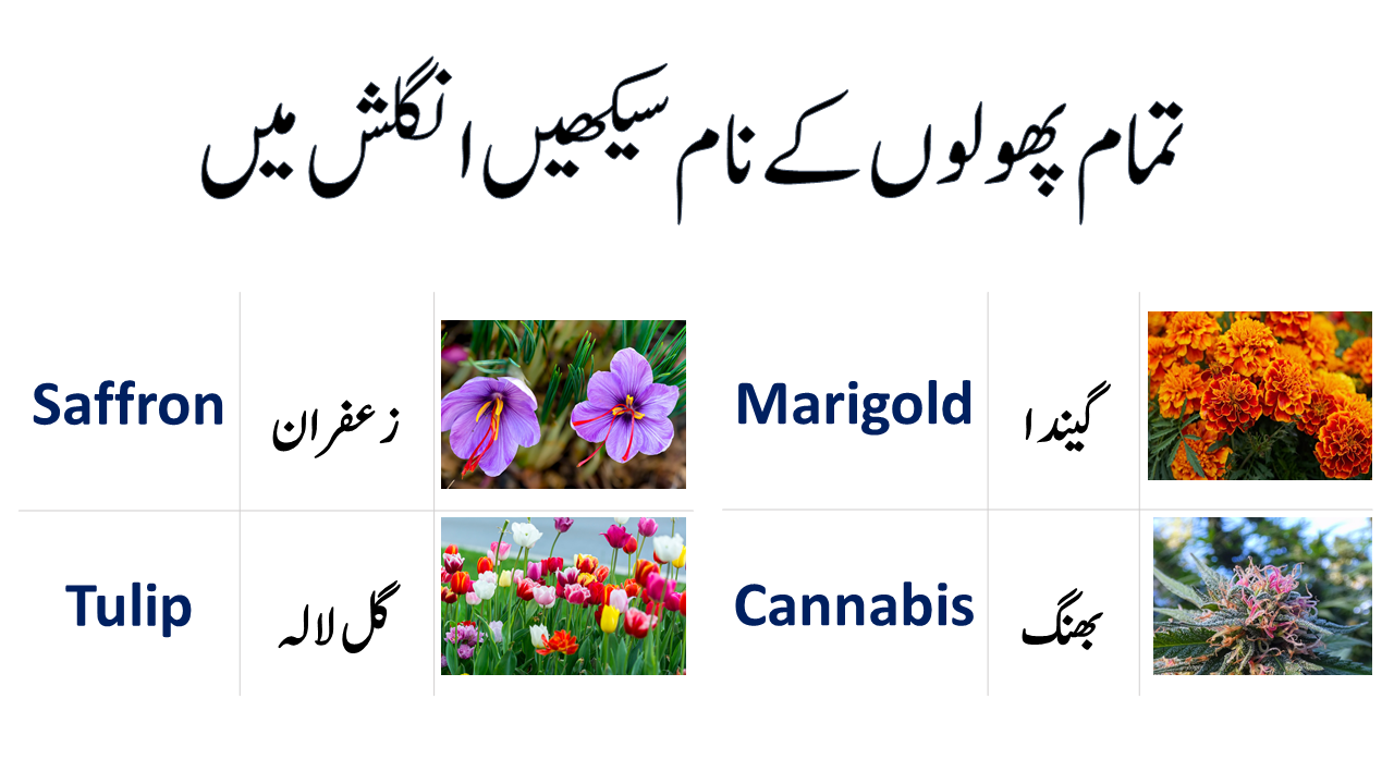 Name Of Flowers In English And Urdu Pdf