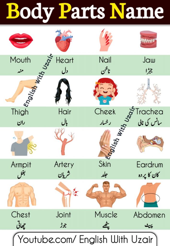 parts-of-body-names-in-english-and-urdu-ilmgaah