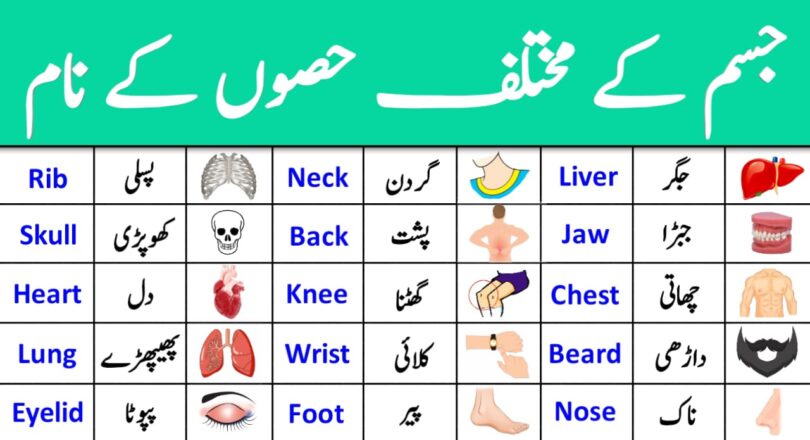 Parts Of Body Names In English And Urdu Ilmgaah